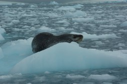 Leopard Seal